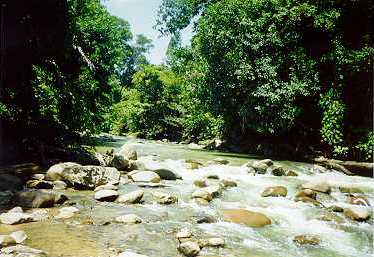 [ Labau River - A Tributary of Kinabatangan River ]